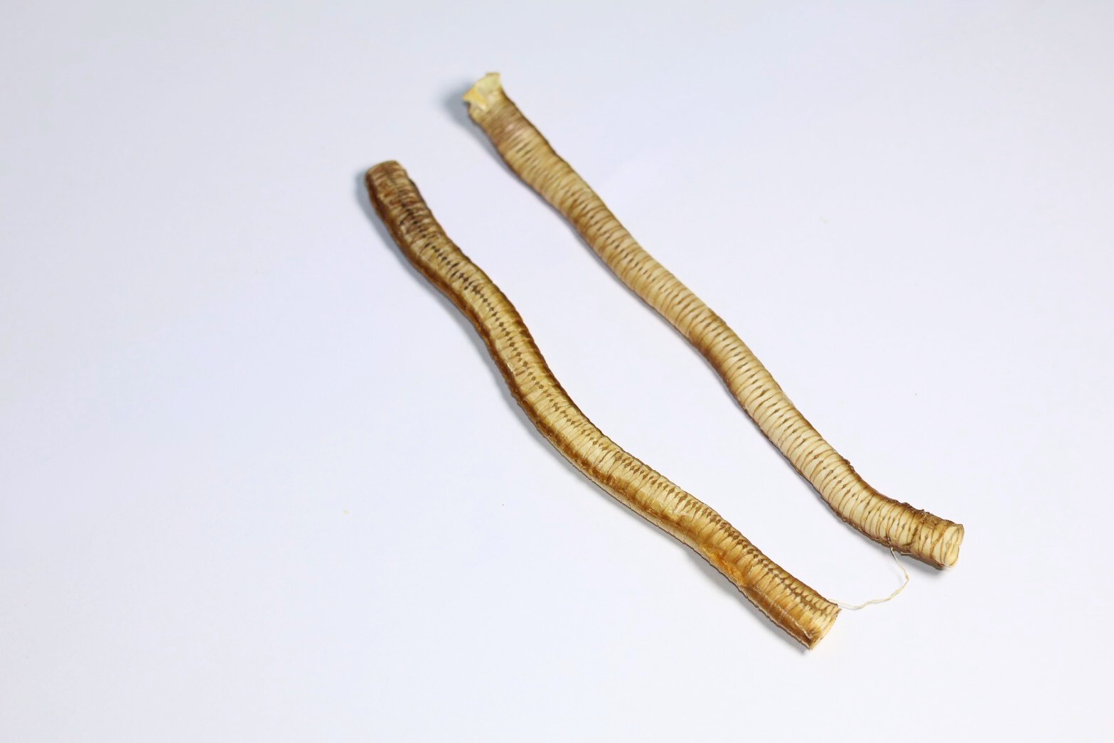 鴨氣管 展示品