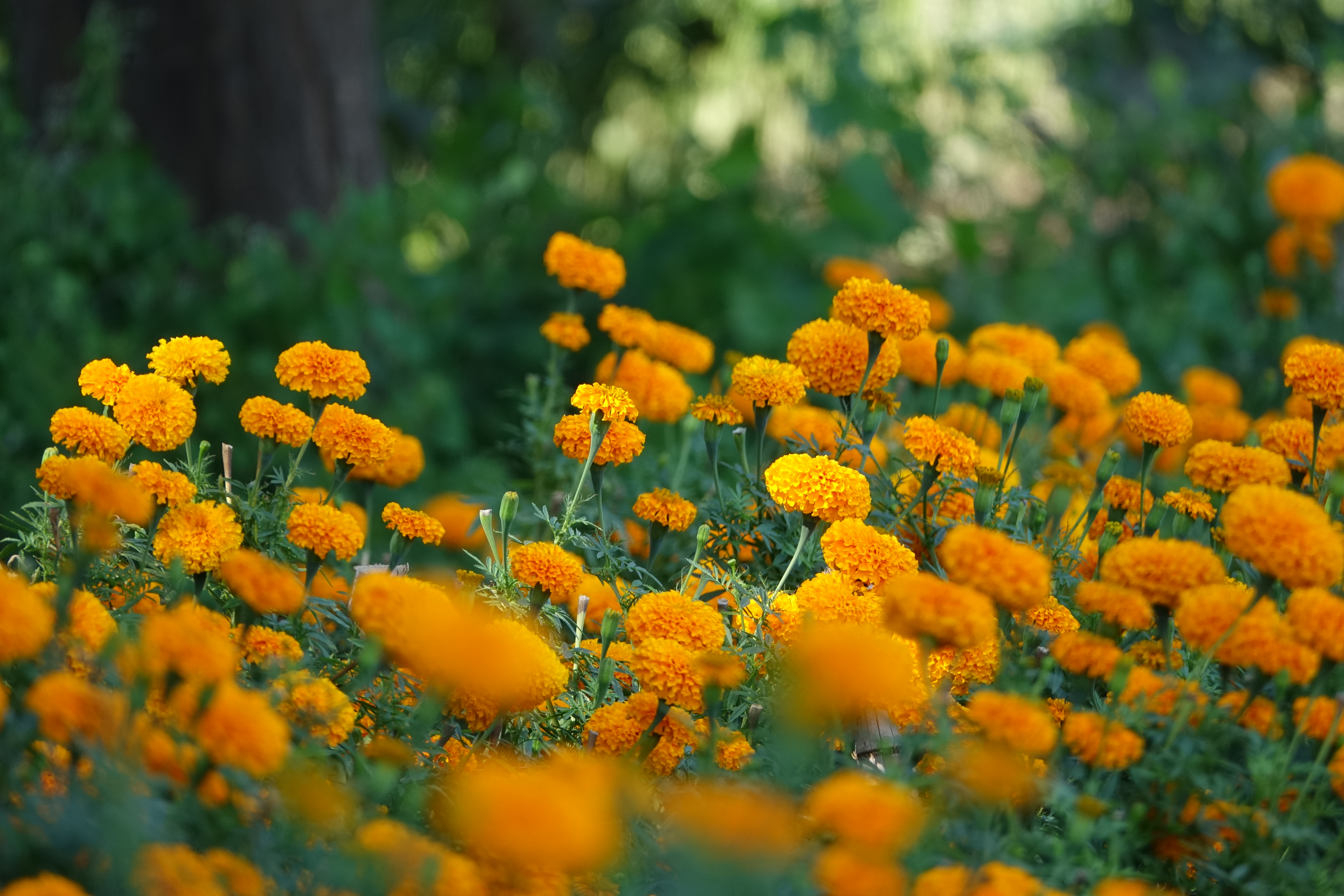 shrubs-with-yellow-flowers