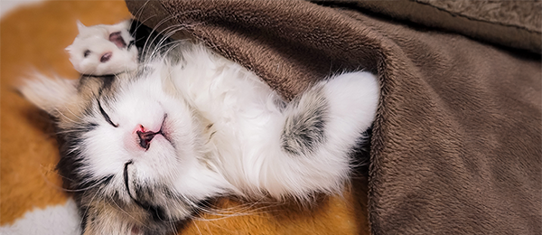 關於皮塔好鄰居