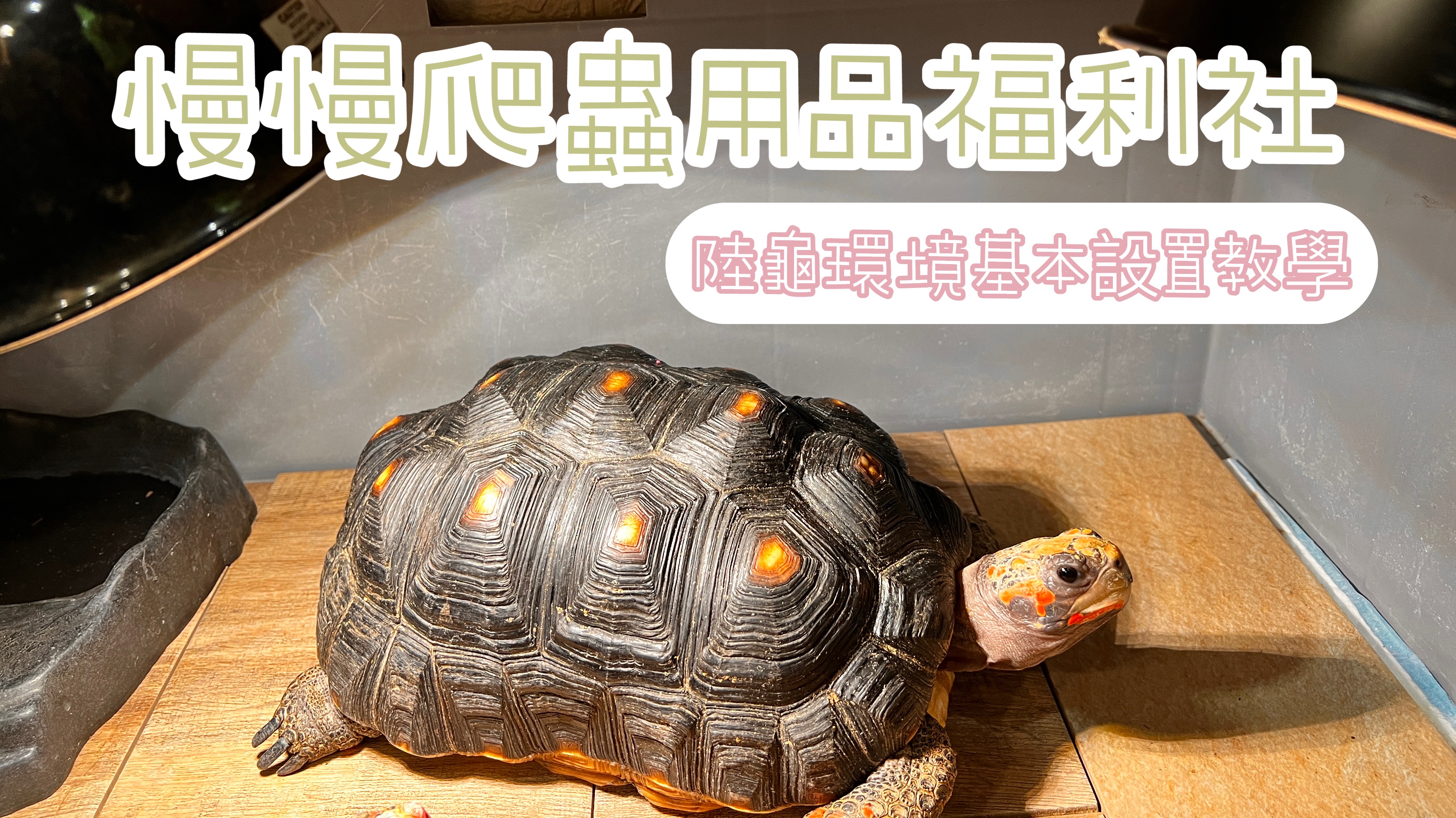 YouTube 飼養教學分享