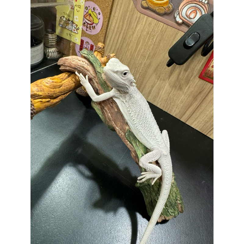 tw-11134207-7r98v-m0061rqci3050c