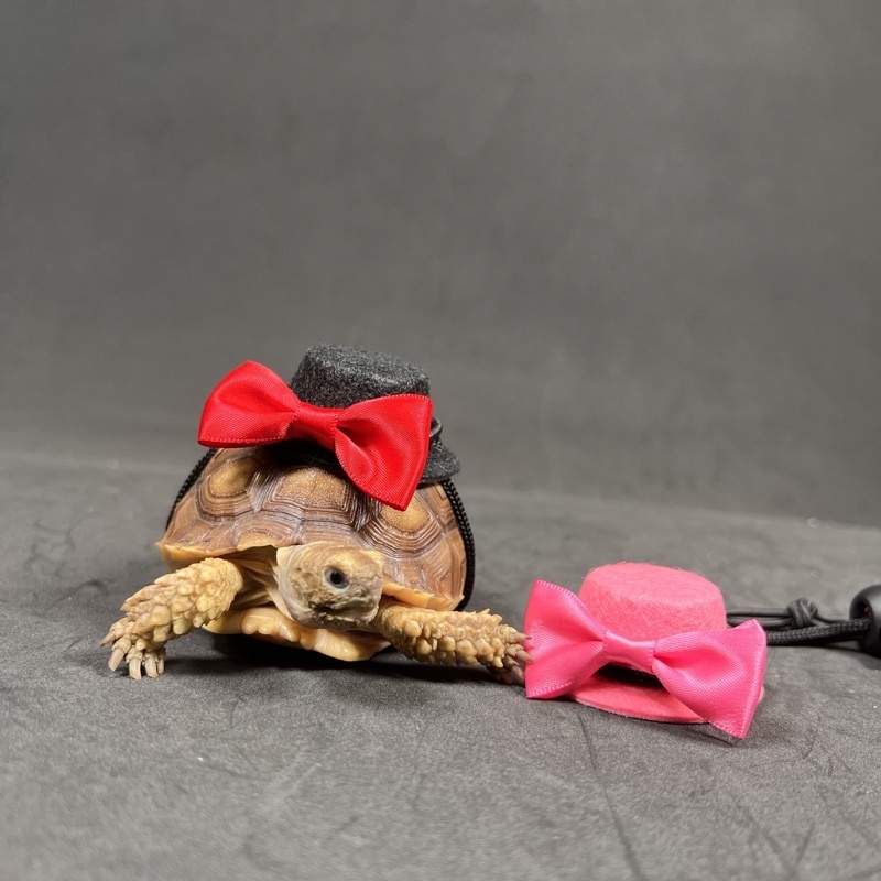 7cbcc77e90ecd0b8fe6502acb4200df8