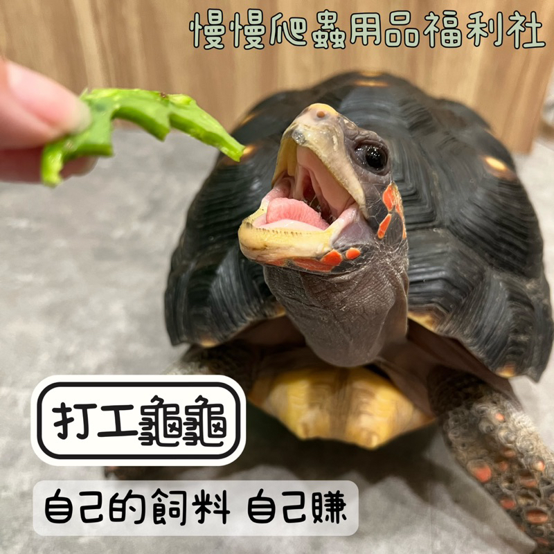 tw-11134207-7qukw-lexre2ocbvhrae