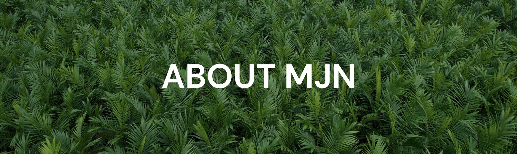 About MJN About MJN