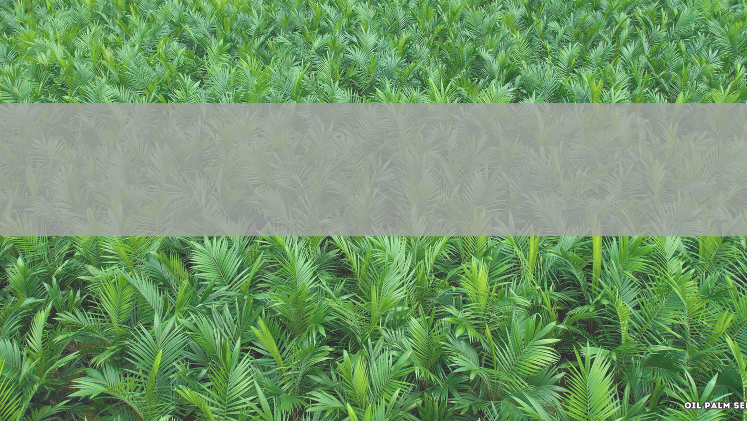 MJM Nursery | MPOB Certified Oil Palm Seedlings | Earn Points for Every Purchase