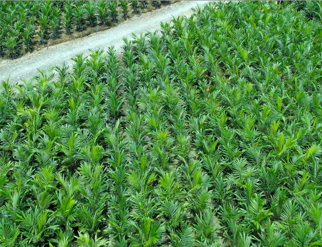 MJM Nursery | MPOB Certified Oil Palm Seedlings |  - MJM Nursery