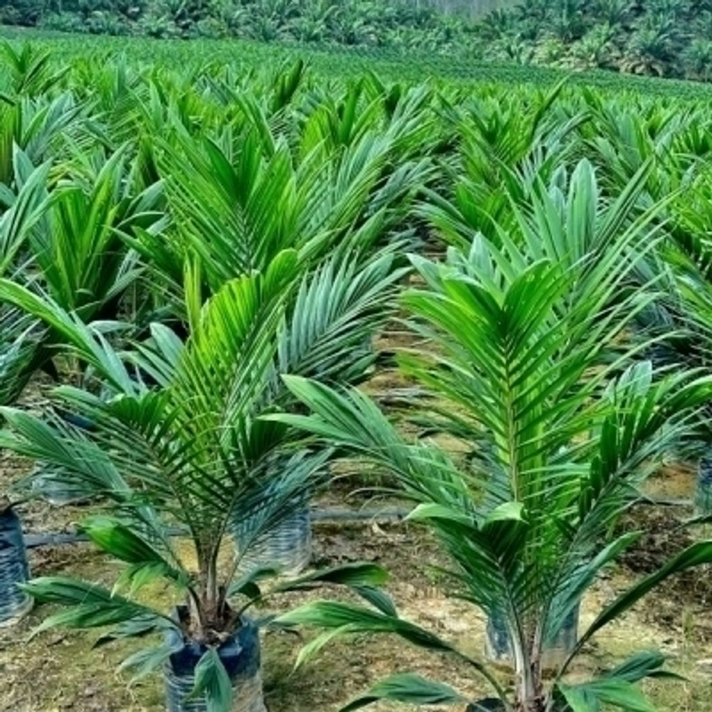 WhatsApp-Image-2024-01-24-at-8.41.27-AM-600x945-1-400x400