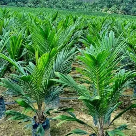 WhatsApp-Image-2024-01-24-at-8.41.27-AM-600x945-1-400x400