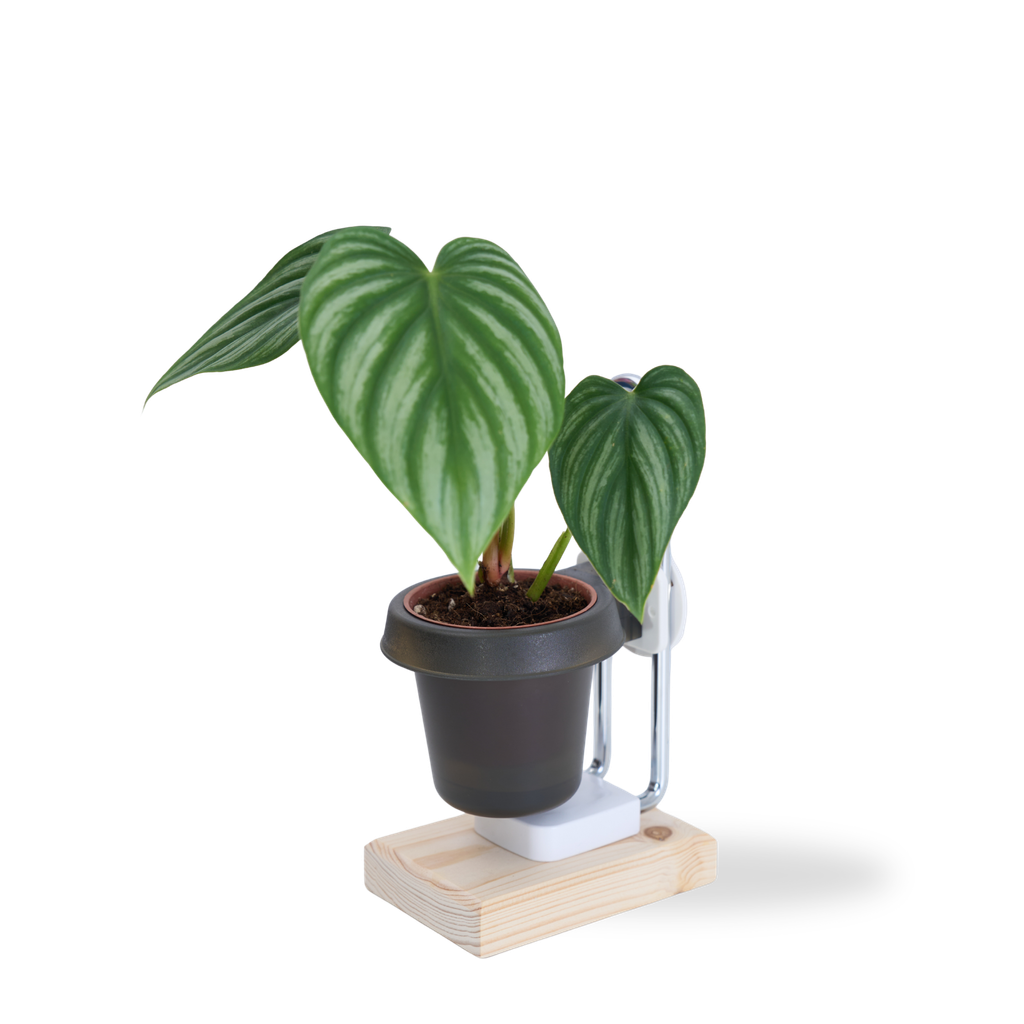 DYL_產品照片_三寸盆栽架_灰_1500x1500