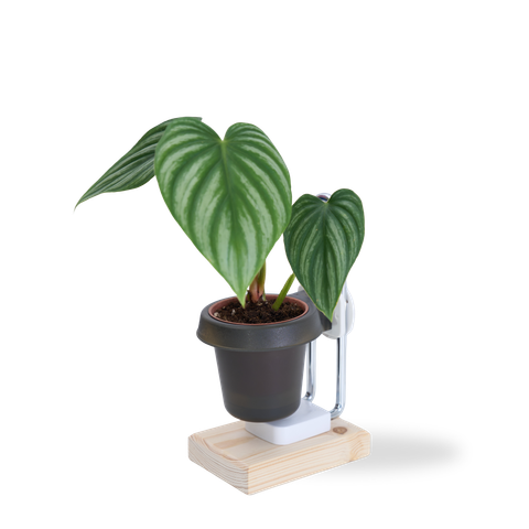 DYL_產品照片_三寸盆栽架_灰_1500x1500