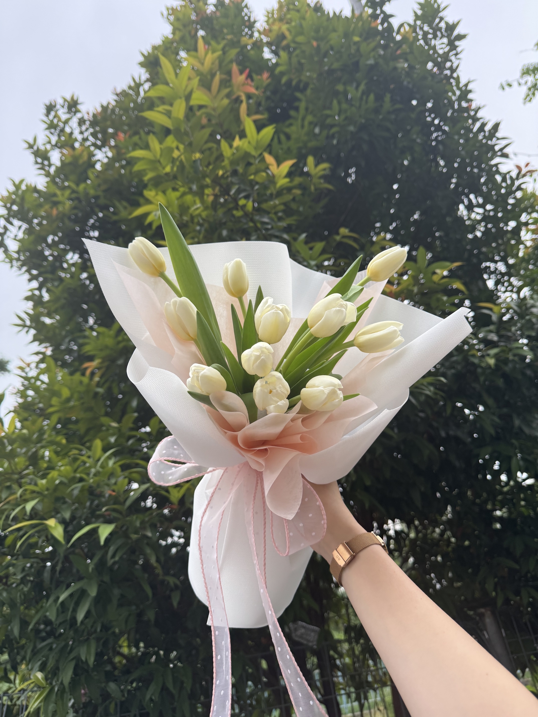 Blushing Tulips