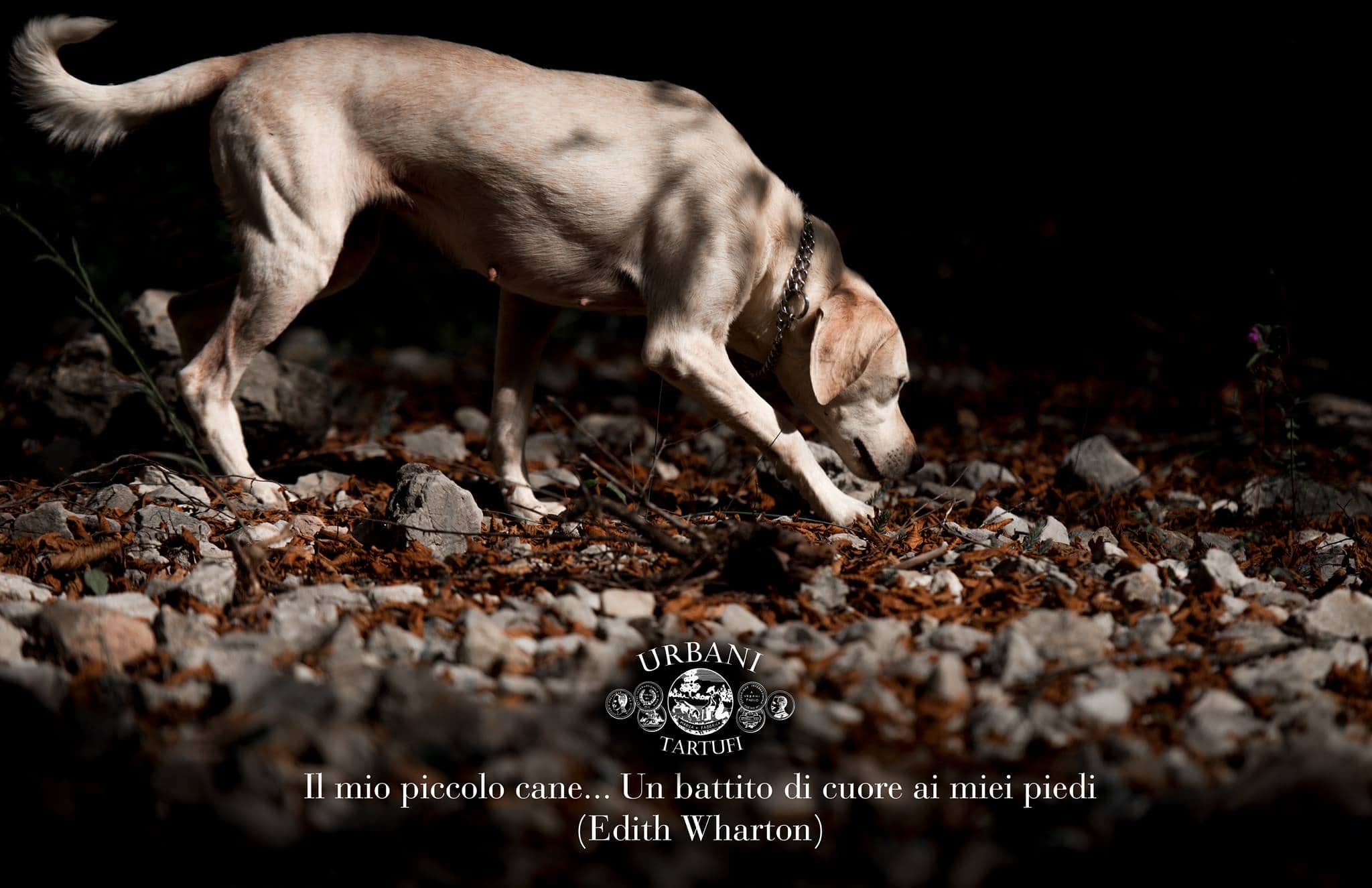 23154741_1760001227345398_6940753055327981150_o(1)