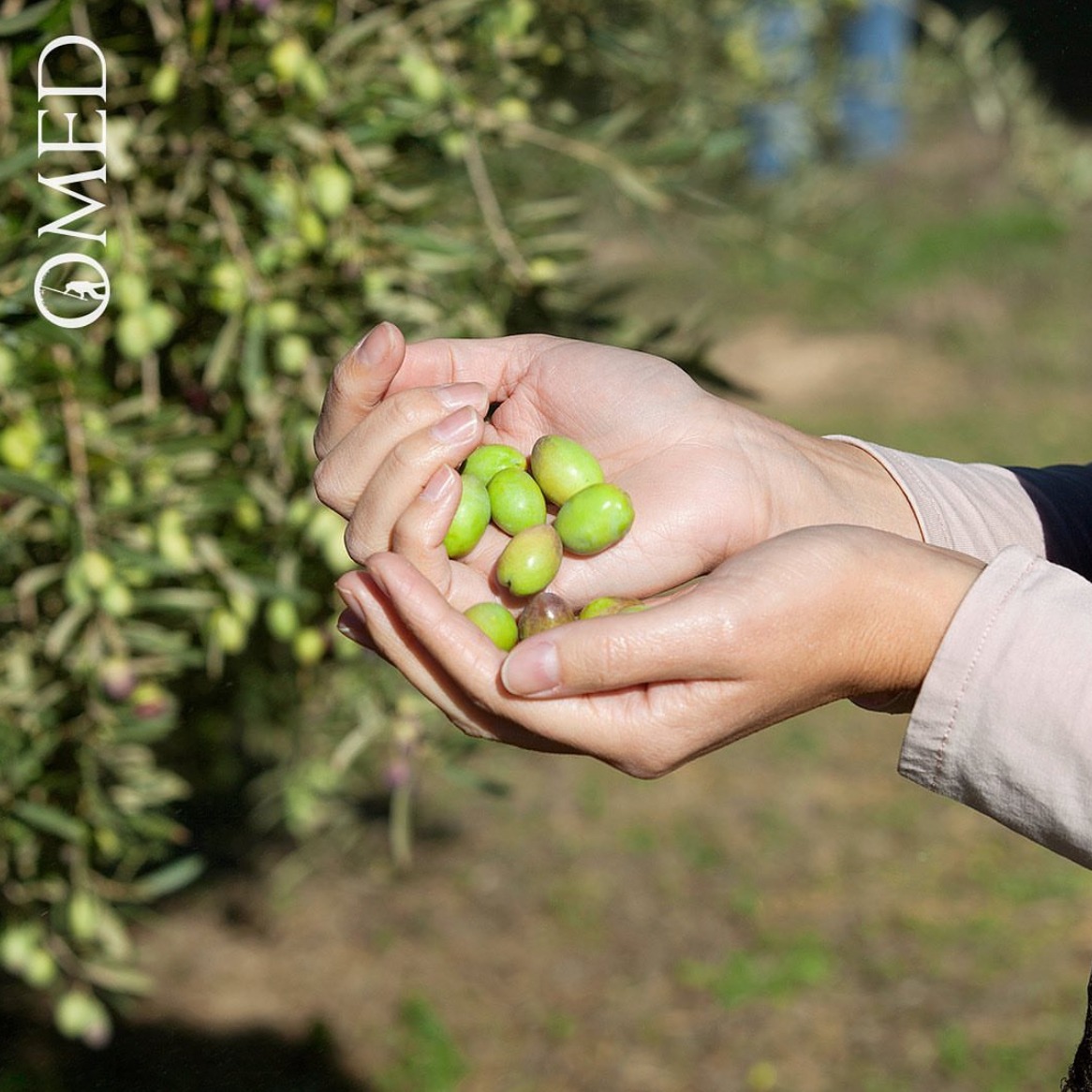 482219165_1184618313357154_2825212495303041272_n