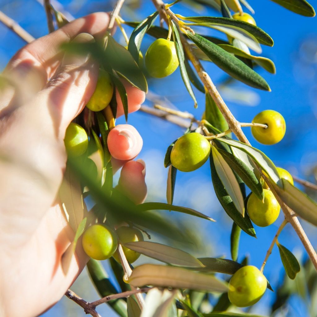 487511147_1238875791576570_1505340701578171675_n