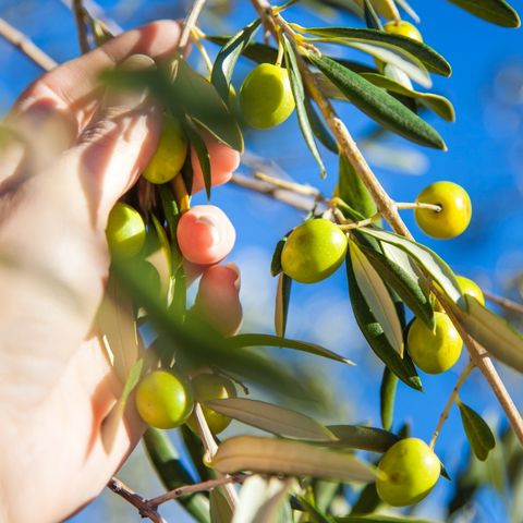 487511147_1238875791576570_1505340701578171675_n