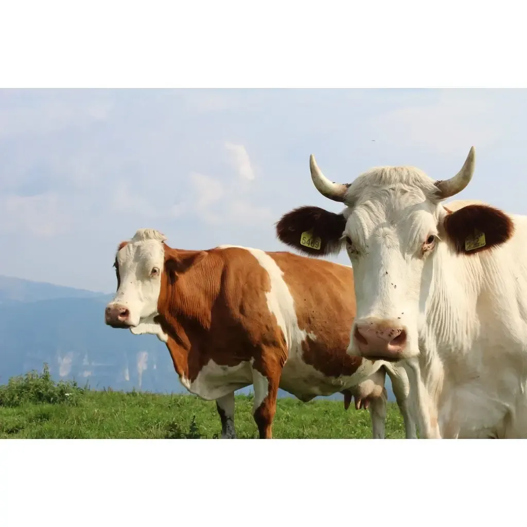 98bb7b68ddbd4c2e34e13a675889747a