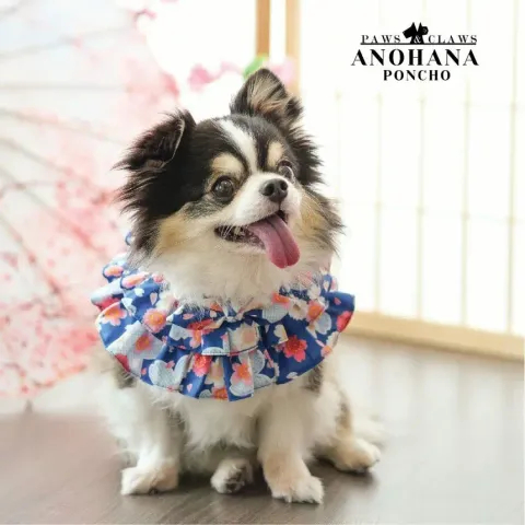 Anohana (Poncho) model