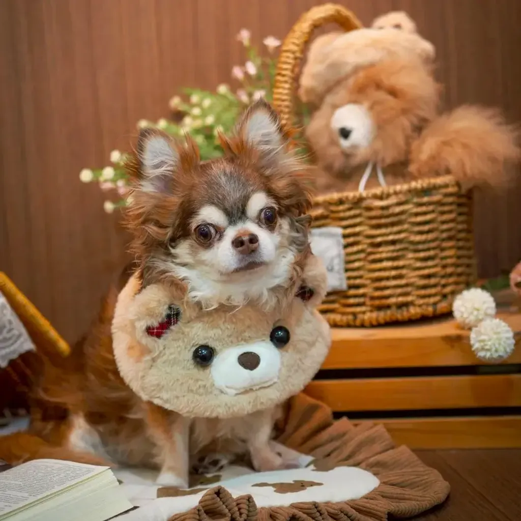 Be My Bear (Poncho) model