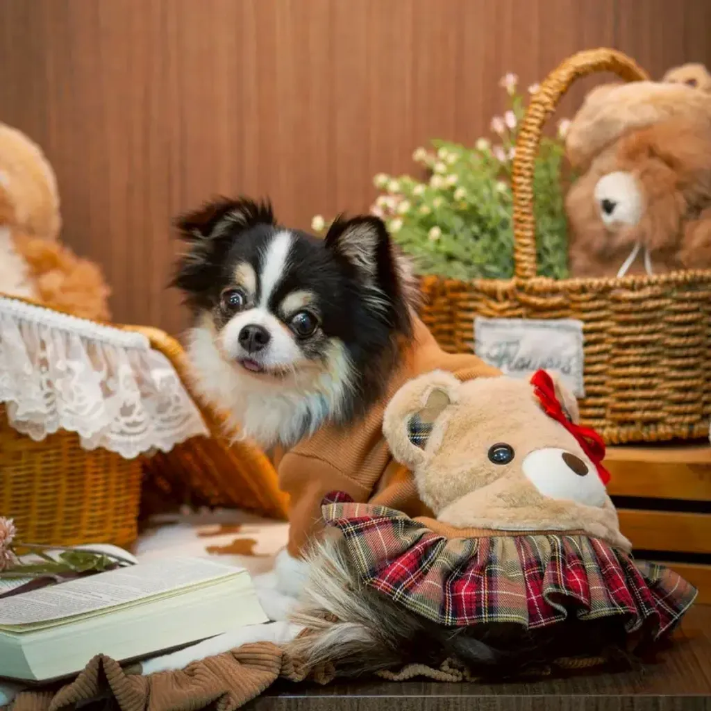 Blaire (Dress) model