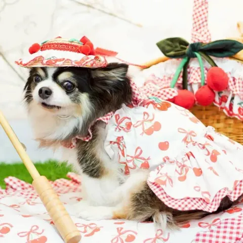 Cerise Sucree (dress) model