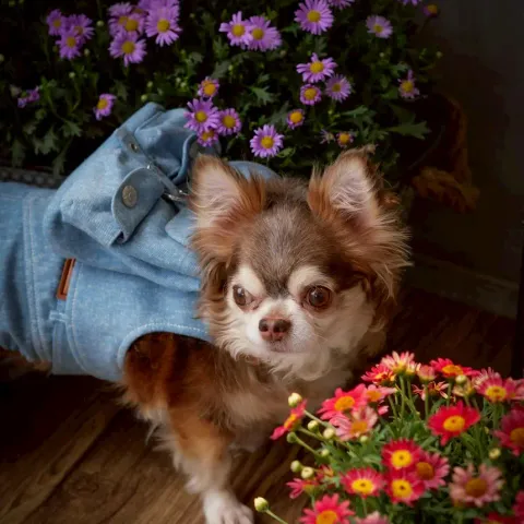 Dashy (harness) model