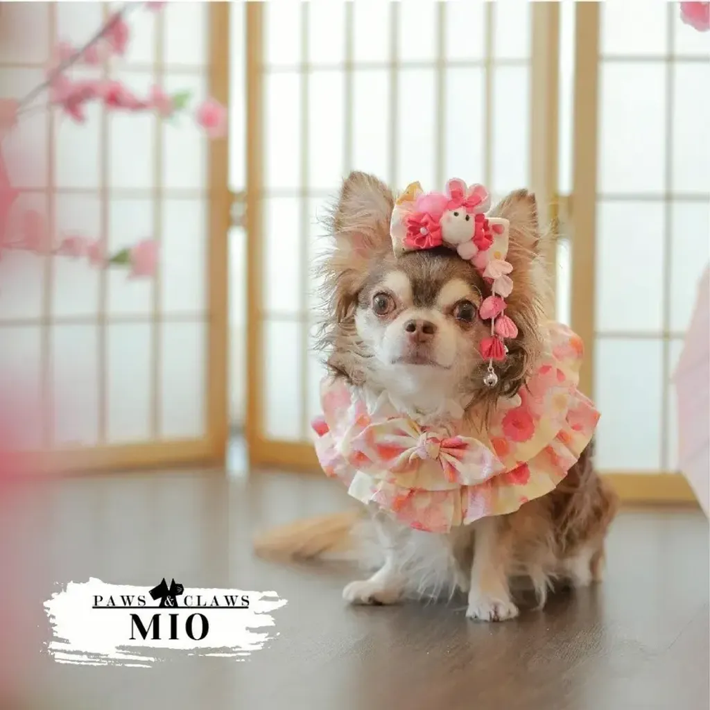 Momohana (Poncho) model