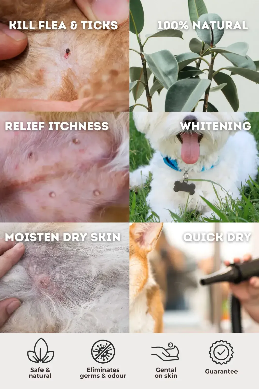 FFF P.A.W.S Shampoo 4