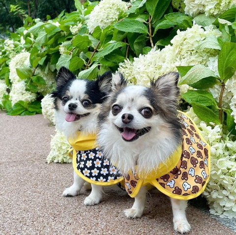 螢幕擷取畫面 2025-10-02 191417