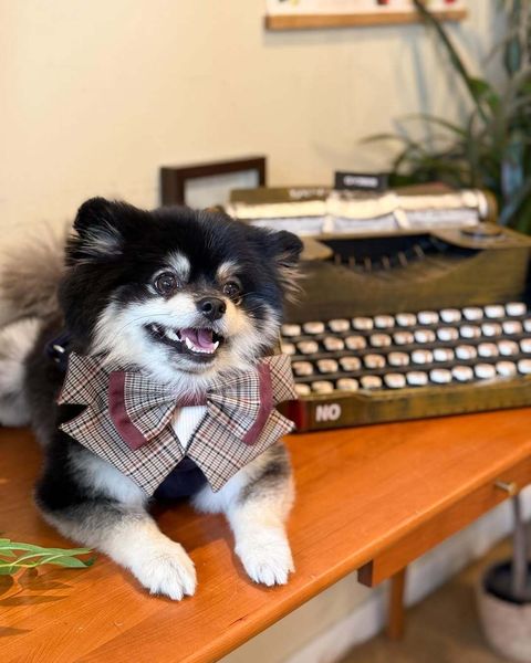 SnapInsta.to_497284767_18027725261690440_178942405741273436_n