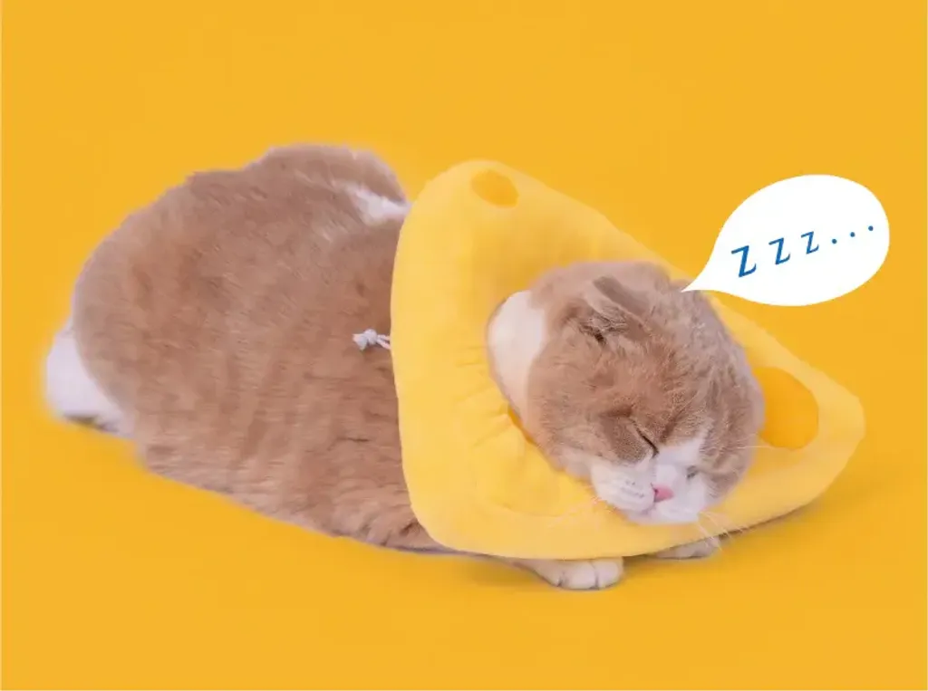 Cheese Elizabeth Circle 1