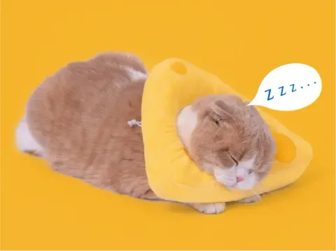 Cheese Elizabeth Circle 1