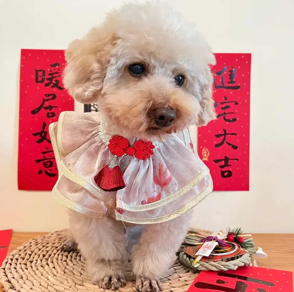 遊遊金魚中式披紗（香檳搭配淺金邊）3