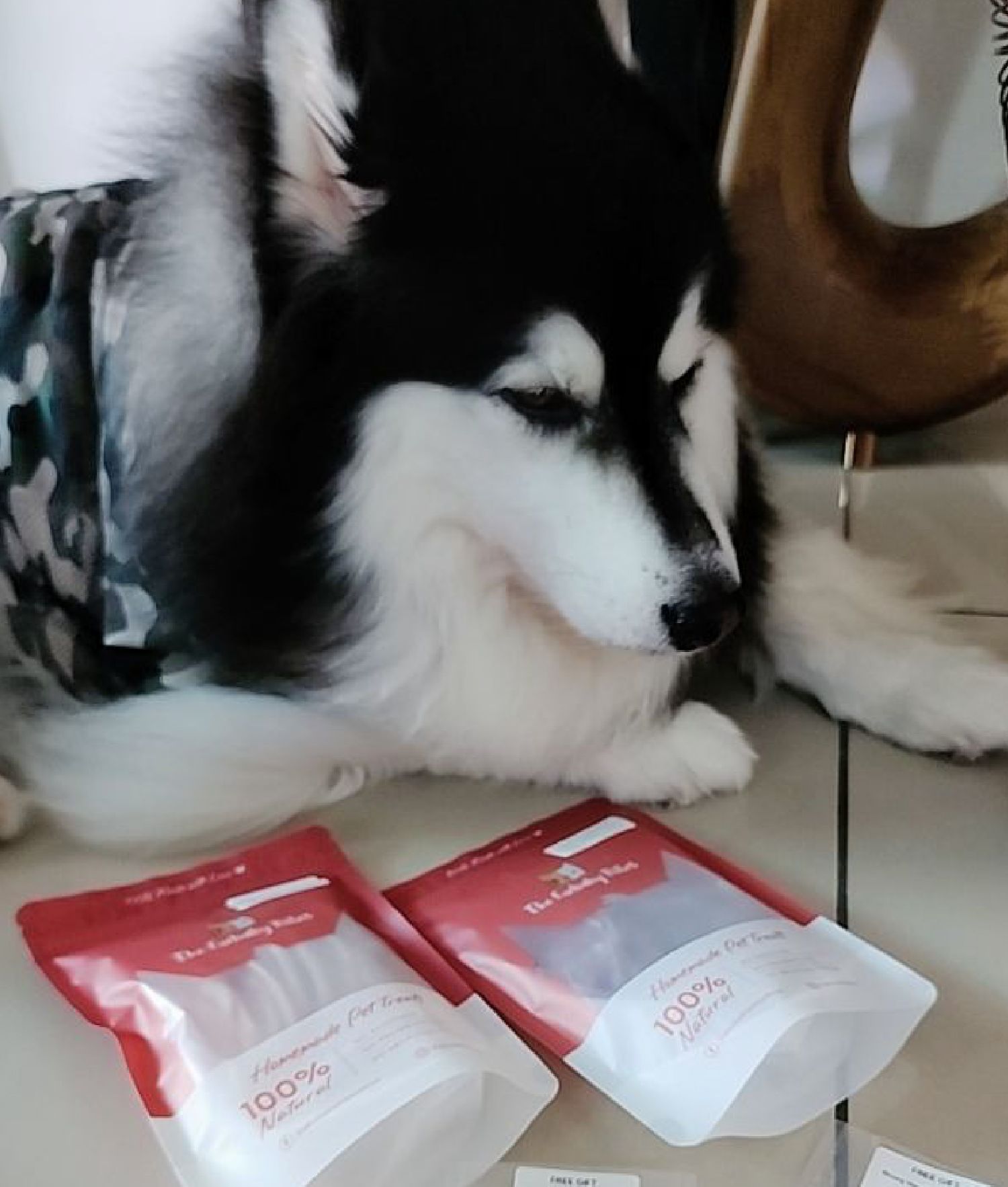 The Furbaby Bites - jesxxx