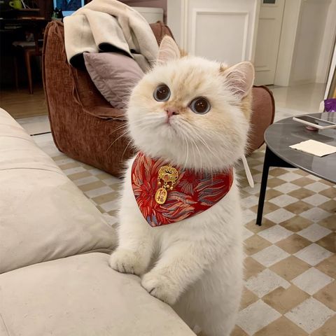 image_4C681E41-13EB-4B4C-ACA3-C43CE532AF73_1769763207