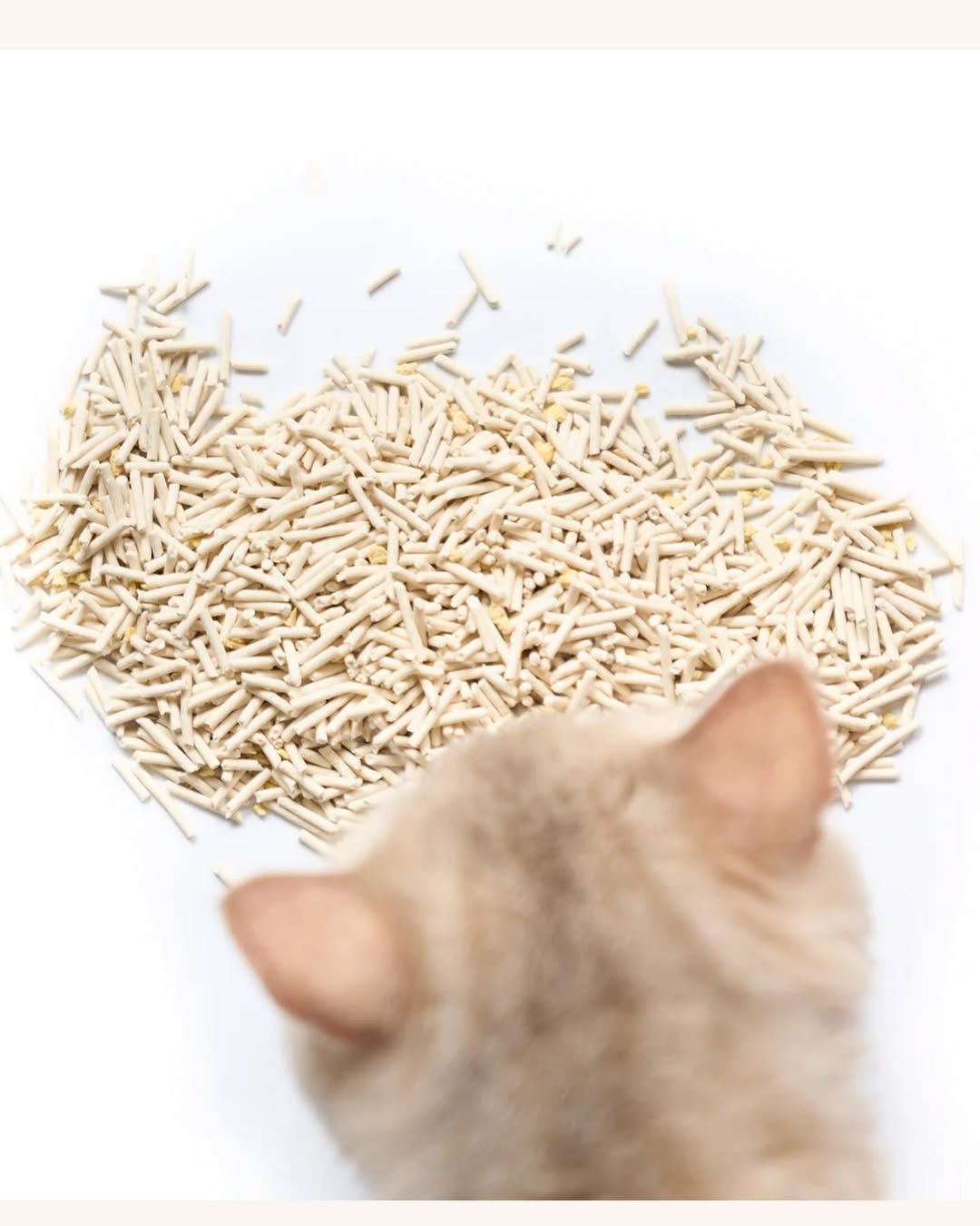 SnapInsta.to_459546923_1209676823489110_1387198883209340197_n