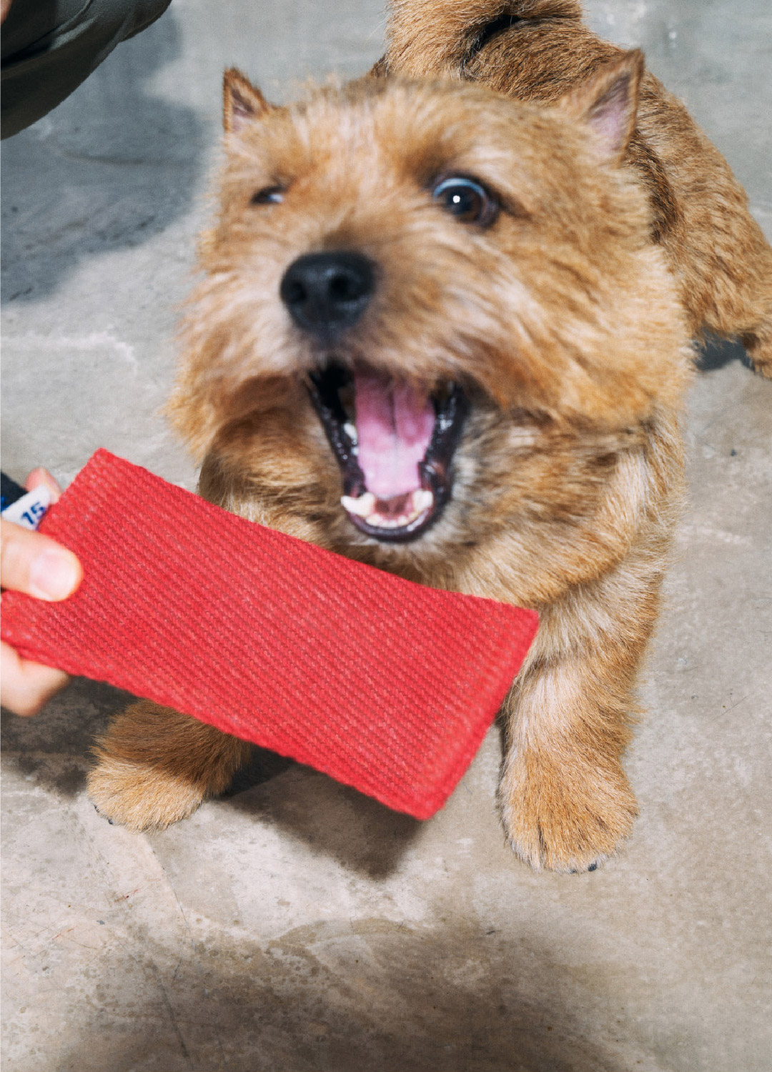 pruduct image_15D-5_Red