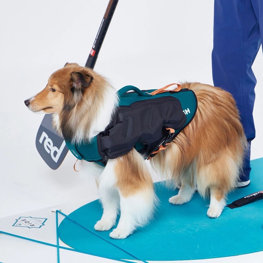 Inflatable Dog Wetsuit3