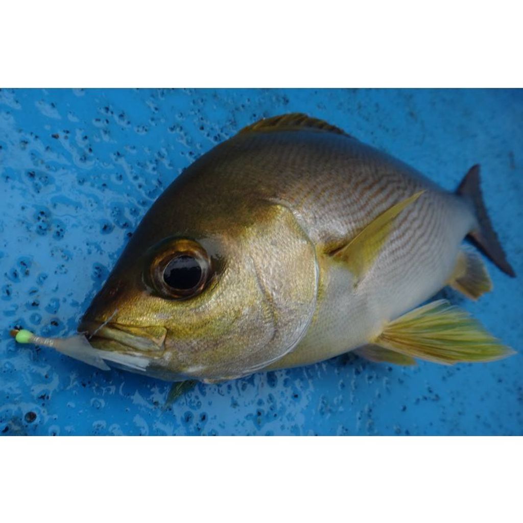 tw-11134207-81ztg-mgi7hgtf6nm065