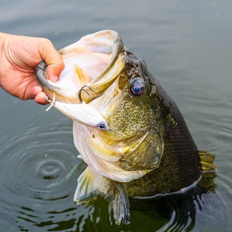 tw-11134207-81ztc-mietksmlp98k25