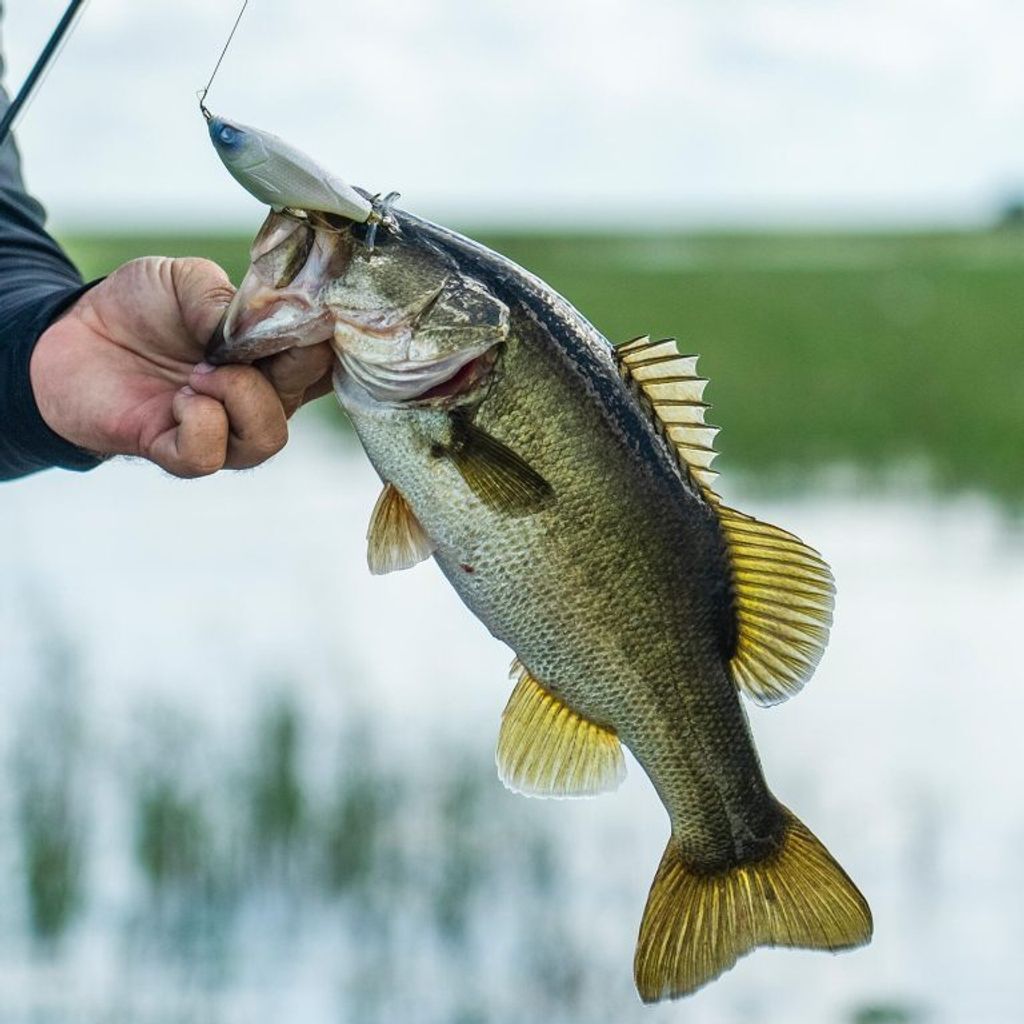 tw-11134207-81ztj-mietkxneafpe3b