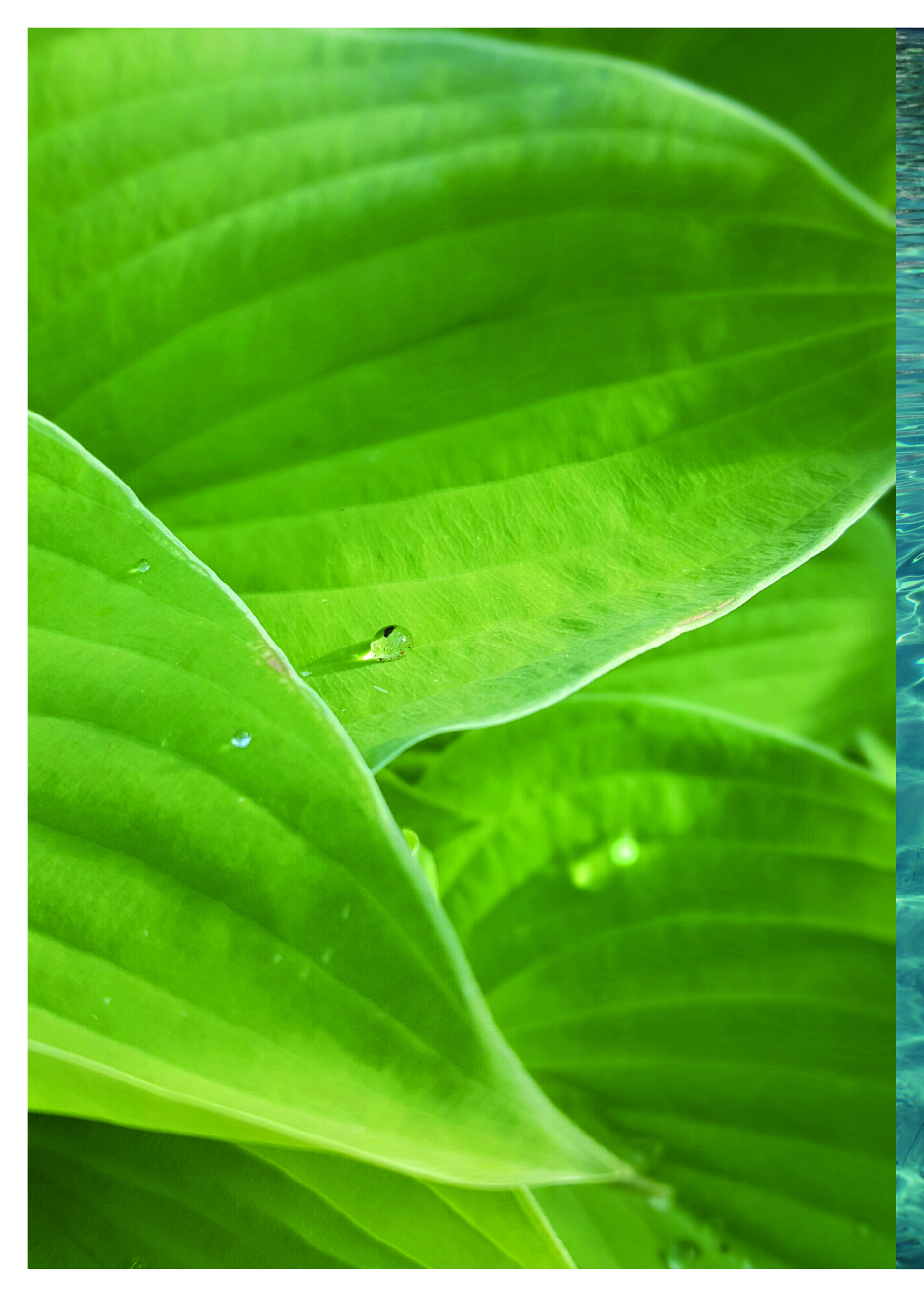 台大研究團隊發表突破性「20天生髮液」！再生醫學技術讓禿頭有解