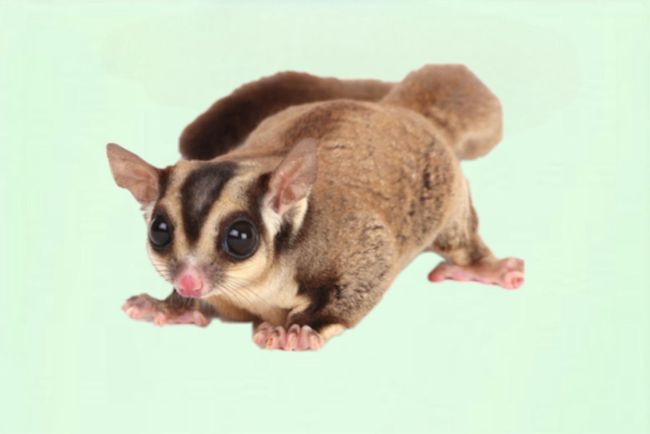 PAWZANIA | Shop By Category - Sugar Glider