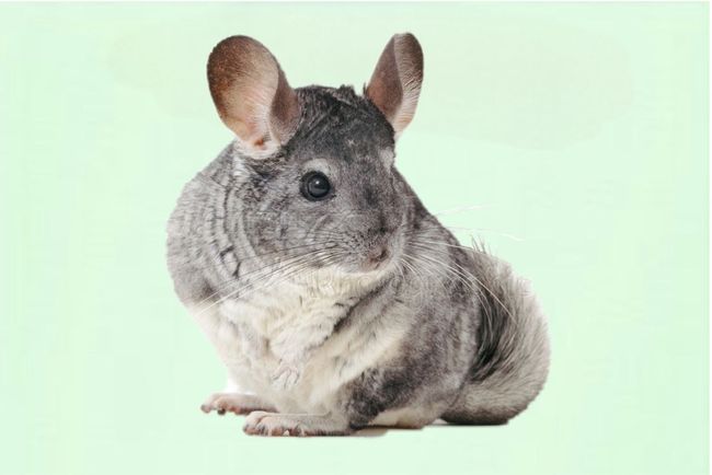PAWZANIA | Shop By Category - Chinchilla