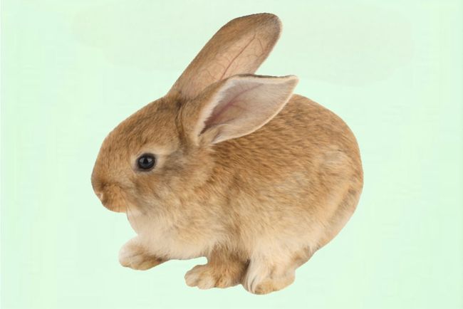 PAWZANIA | Shop By Category - Rabbit