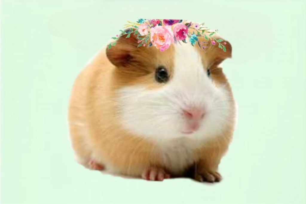 pet es
