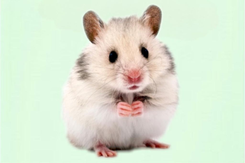 hamster es