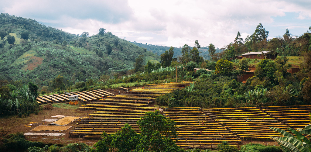 Ethiopia Suke Kuto - Farm 