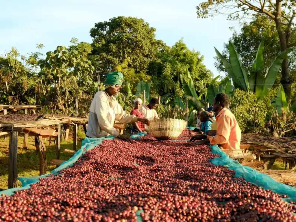 Ethiopia Suke Kuto - Farm 2