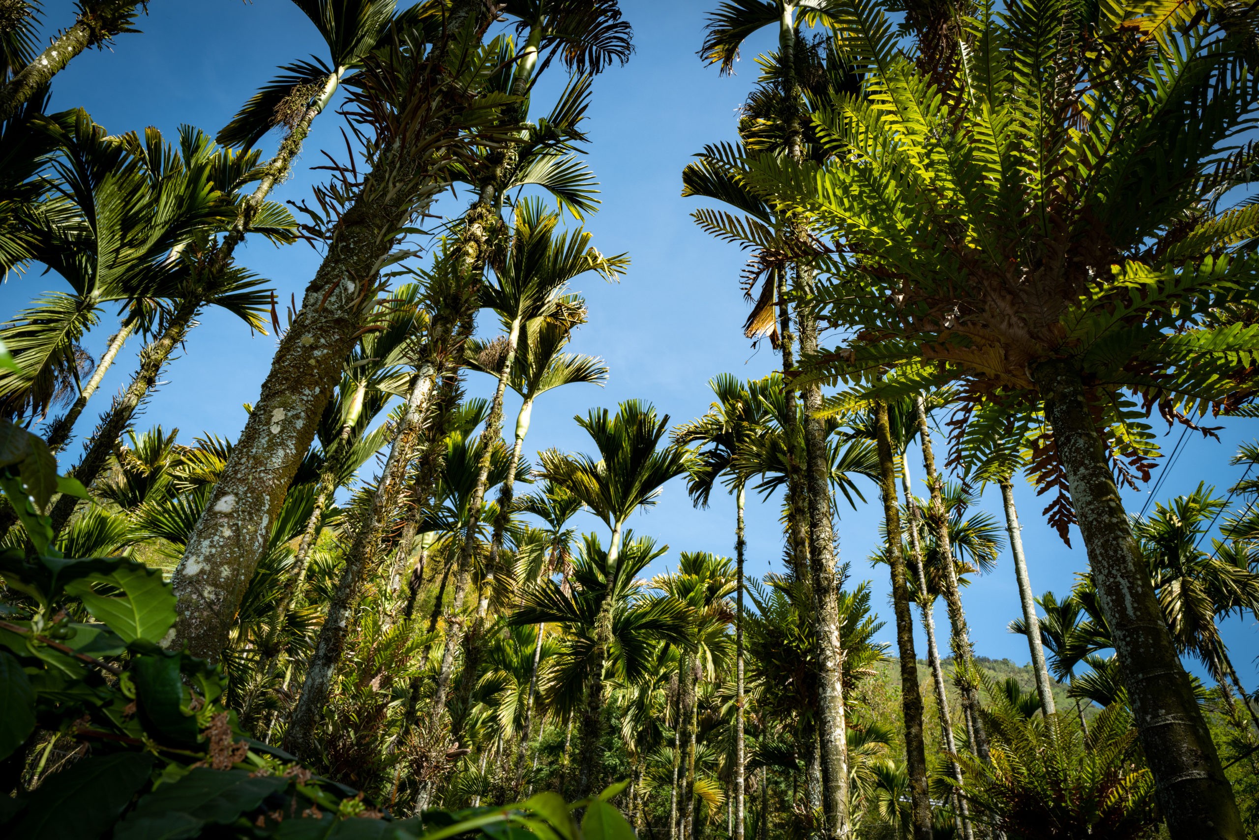 台灣咖啡豆：CP值的背後 | 台灣國產咖啡