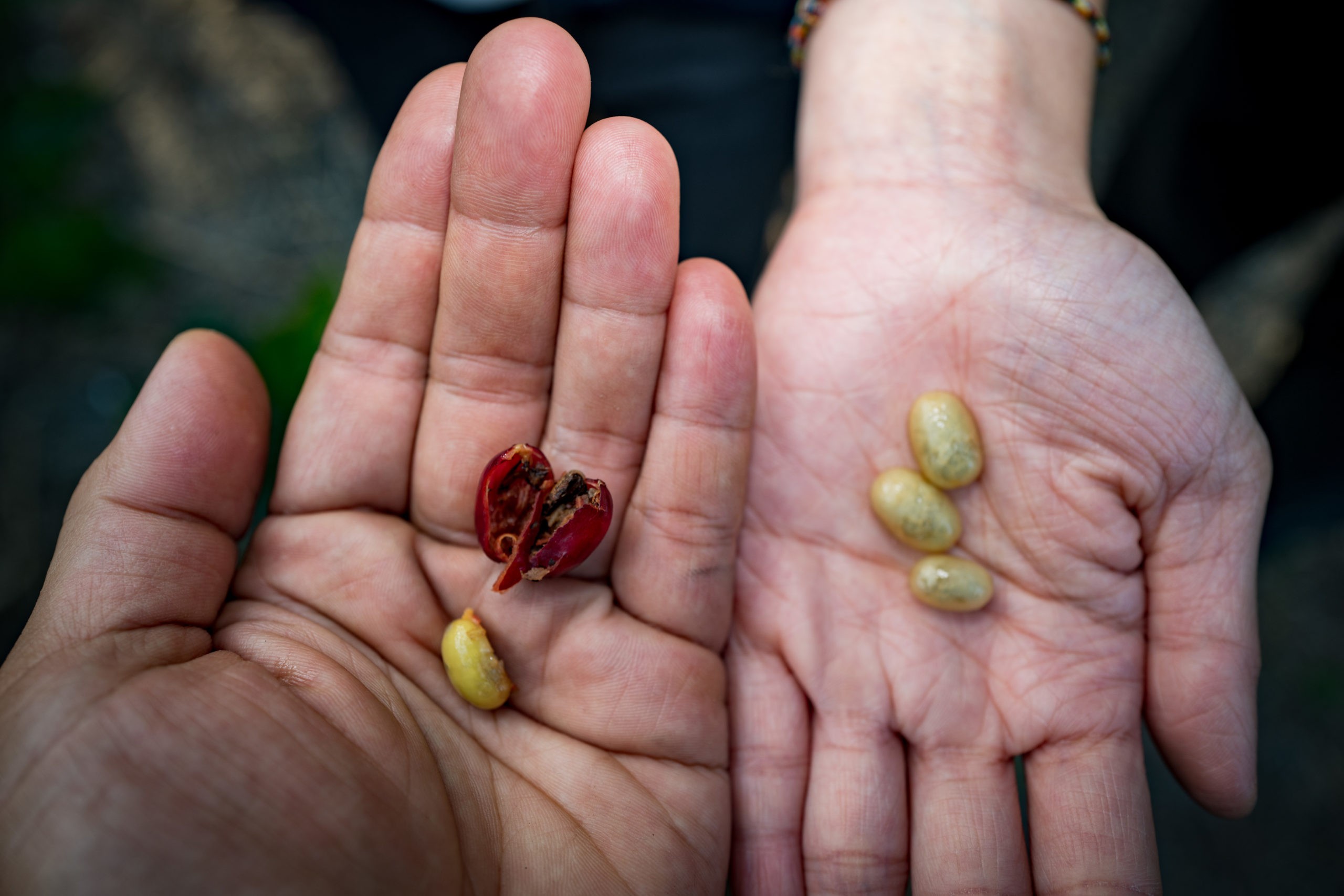 台灣咖啡的果小蠹夢魘 Pt.1 災情篇 | 台灣國產咖啡